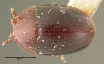 Media type: image;   Entomology 6674 Aspect: habitus dorsal view